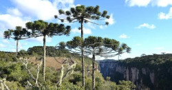 floresta ombrofila mista