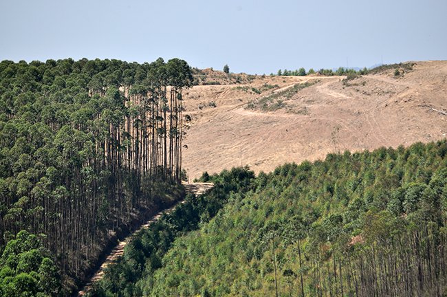 Imagem da Mata Atlântica mostrando impactos ambientais